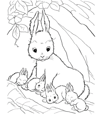 Coloring-Pages-Rabbit