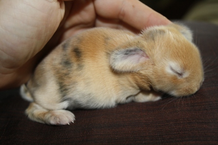 baby-bunny228