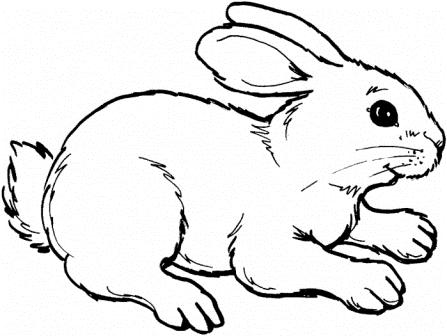 rabbit-8-coloring-page